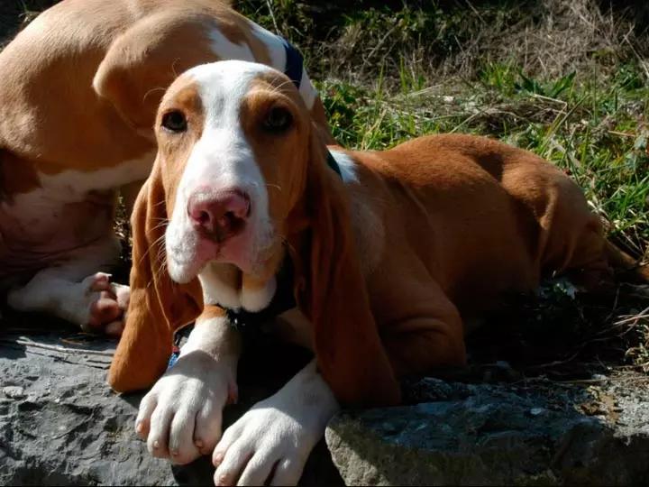 Фото собаки породы Испанская гончая
