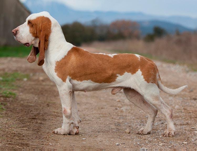 Внешний вид собаки породы Сабуесо эспаньол