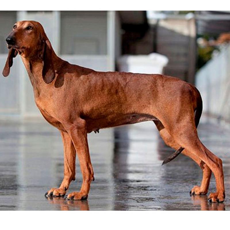 Фотография собаки породы Итальянская гончая