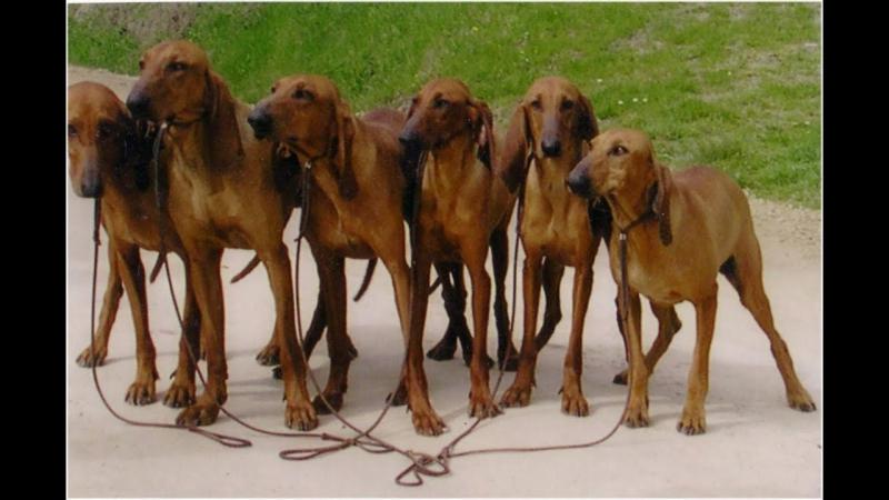 Фотография собак породы Итальянская гончая