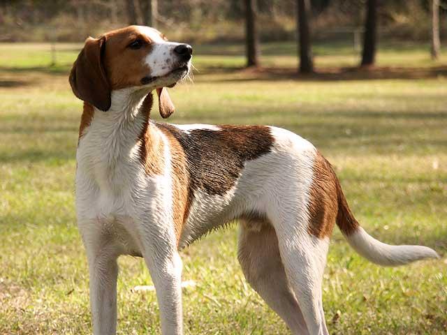 Фото собаки породы Древесная енотовая гончая