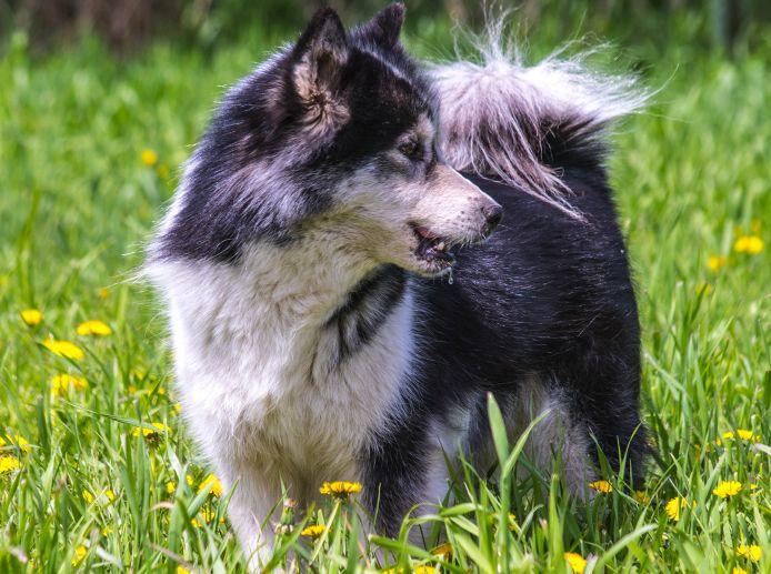 Фото собаки породы Канадская эскимосская собака