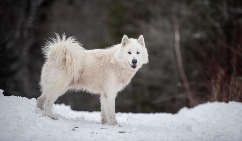 Канадская эскимосская собака белого окраса