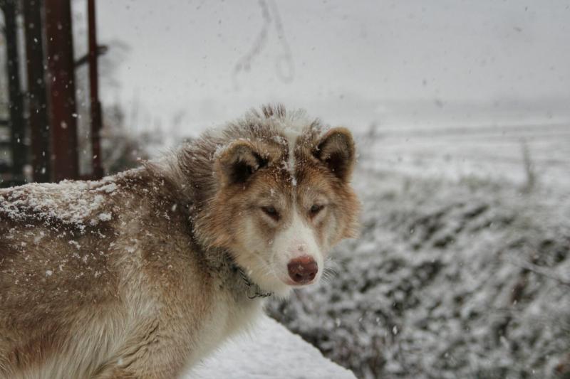 Морда собаки породы Канадская эскимосская собака