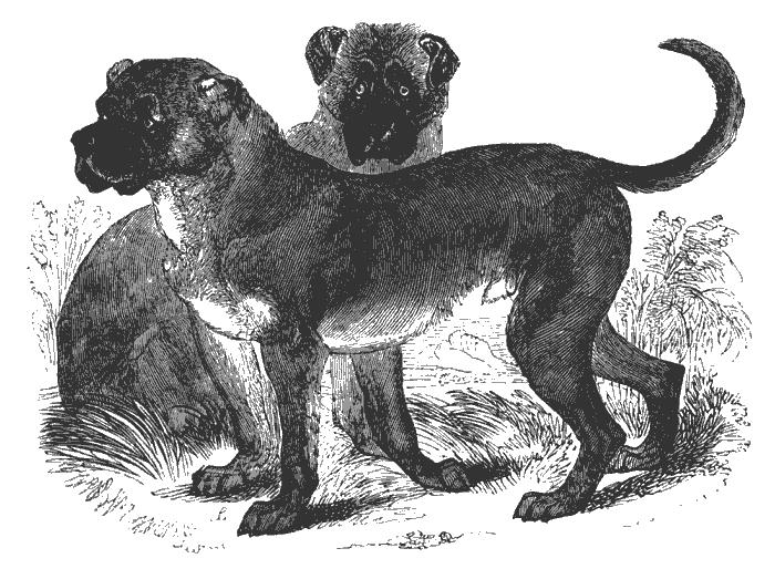 Рисунок собак породы Кубинский дог