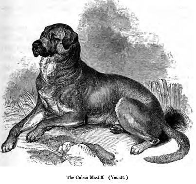 Рисунок собаки породы Кубинский дог