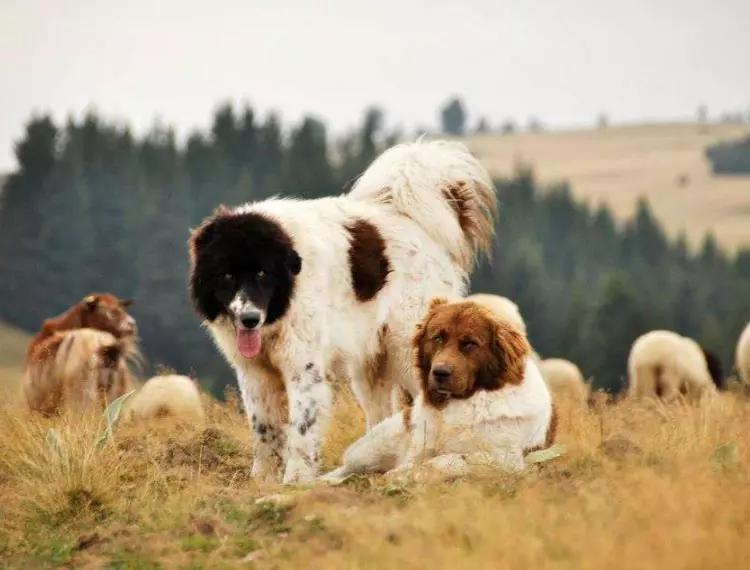 Фотография собак породы Каракачанская собака