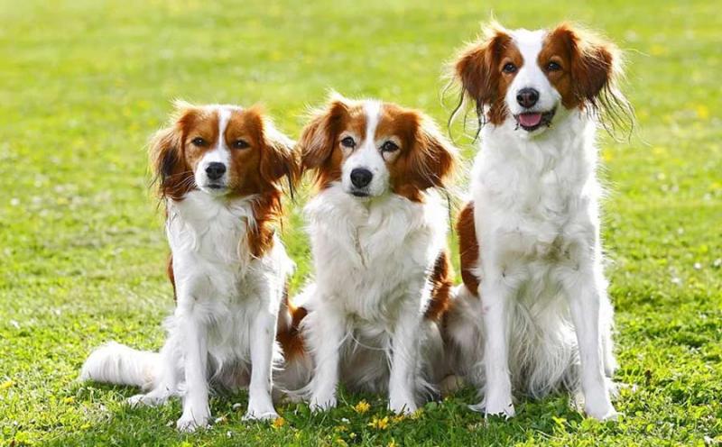 Собаки породы Коикерхондье