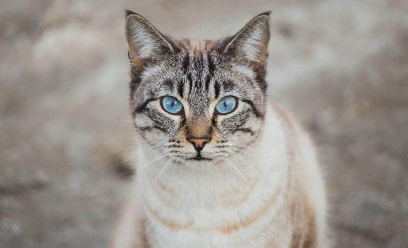 Фотография кошки породы Охос азулес