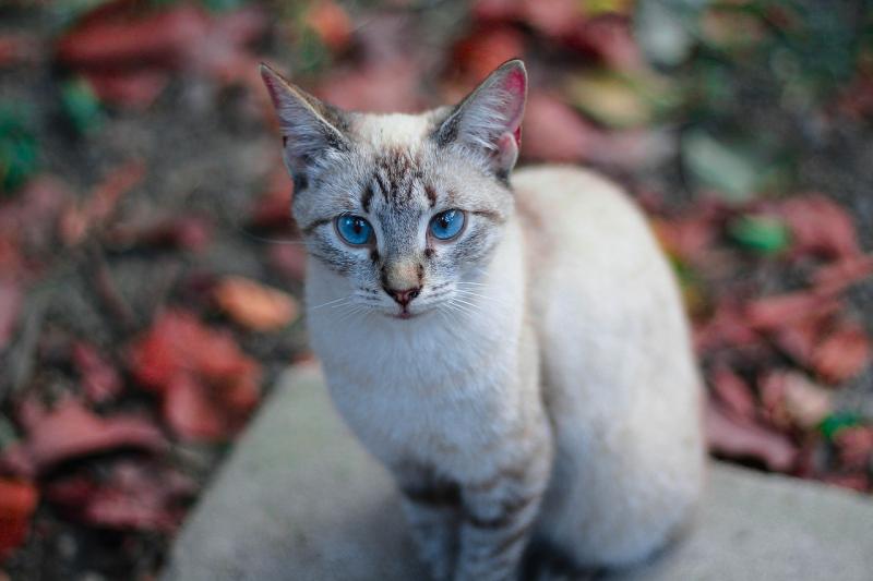 Фото кошки породы Охос азулес