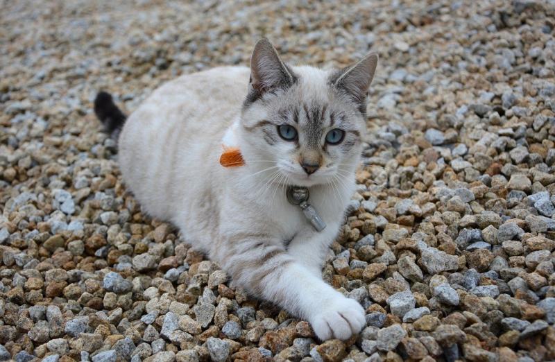 Порода кошки Охос азулес