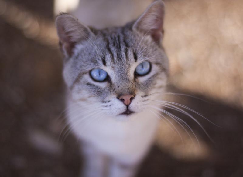 Голубые глаза у породы кошки Охос азулес