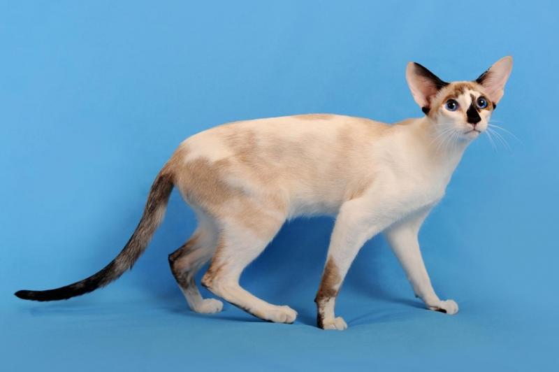 Фотография породы Сейшельская кошка