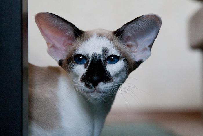 Уши Сейшельской кошки