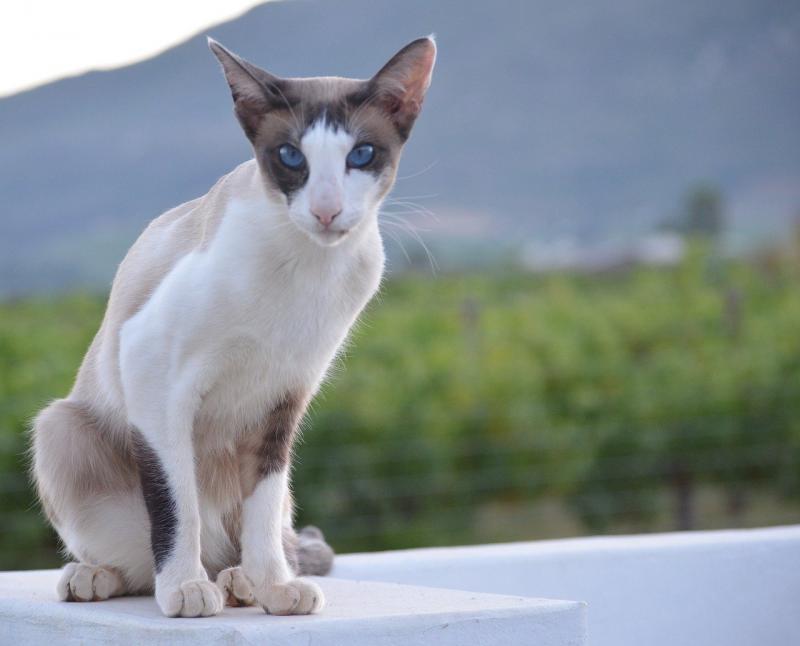 Внешний вид кошки породы Сейшельская кошка