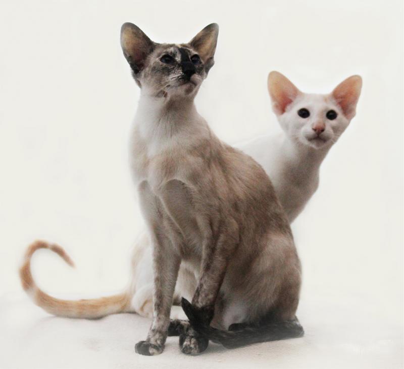 Кошки породы Сейшельская кошка