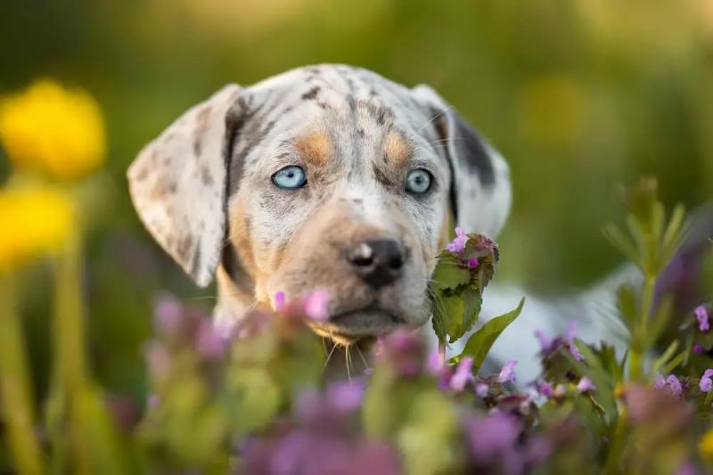 Фото щенка породы Леопардовая собака Катахулы