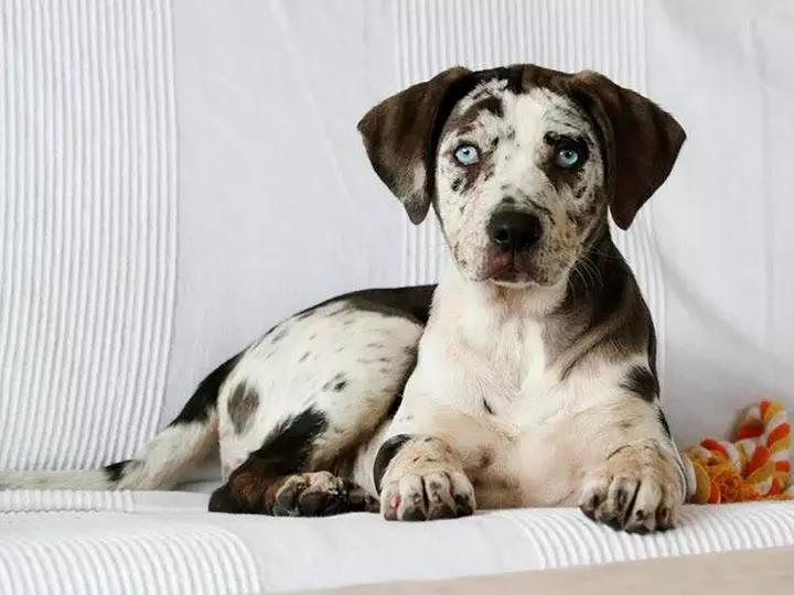 Фотография щенка породы Леопардовая собака Катахулы