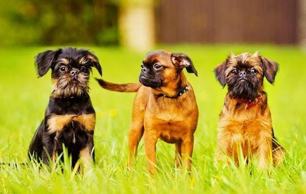 Фотография собак породы Малые бельгийские собаки