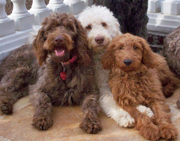 Фотография трех собак породы Лабрадудль