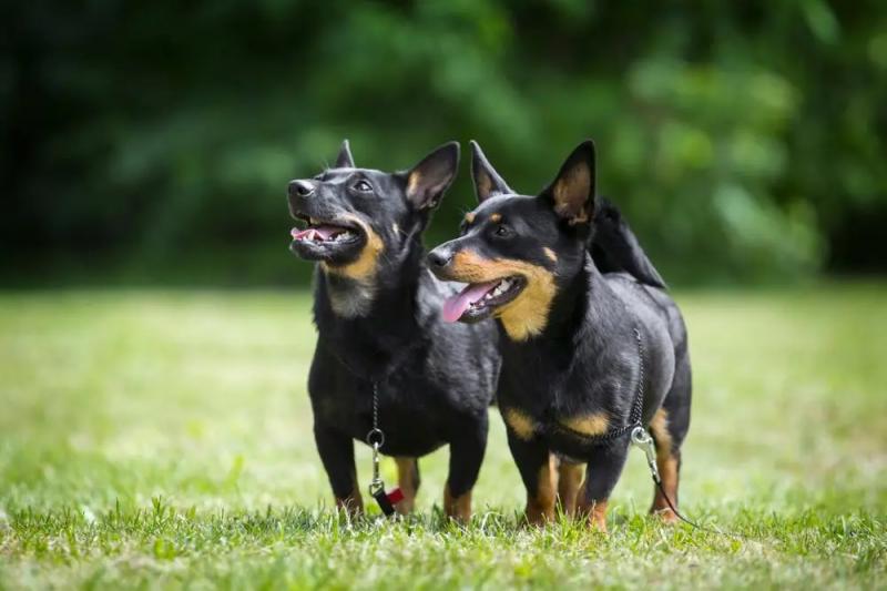 Фото двух собак породы Ланкаширский хилер