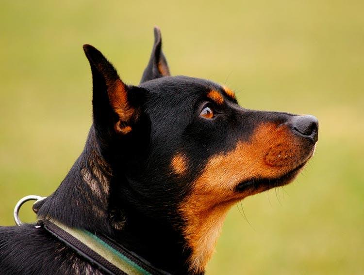 Голова собаки породы Ланкаширский хилер