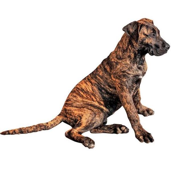 Сравнение породы собаки Махореро