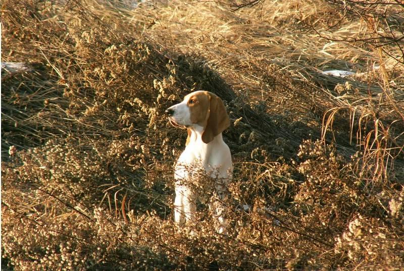 Фотография собаки породы Малая швейцарская гончая