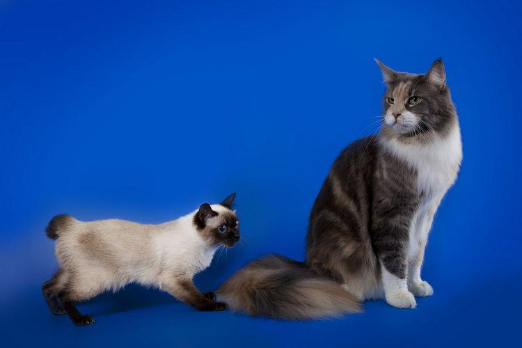 Размер кошки породы Скиф-тай-дон