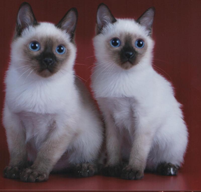 Фото двух кошек породы Скиф-тай-дон