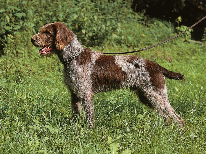 Внешний вид собаки породы Немецкий штихельхаар