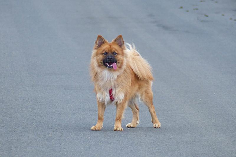 Фотография собаки породы Немецкий шпиц