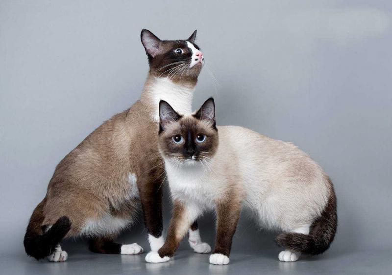 Две кошки породы Сноу-шу