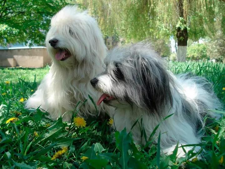 Одис порода собак. Одесская собака Одис. Идеальная собака (Одис). Одесская идеальная собака. Од ис